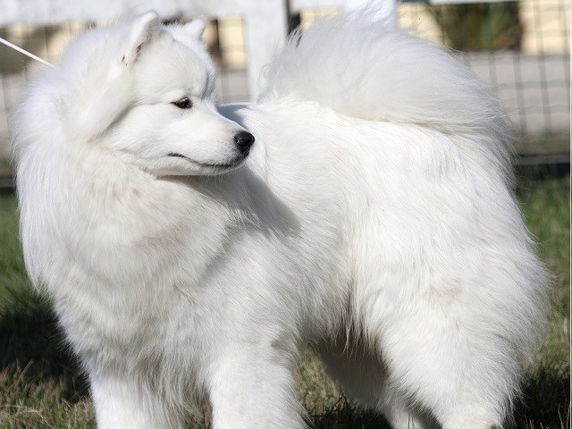 Great Pyrenees thumbnail